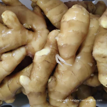 High Quality Fresh Ginger Ginger Fresh Bulk Fresh Ginger